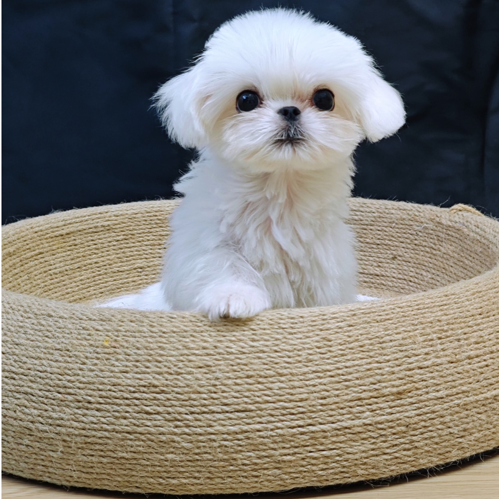 甜宠house精品马尔济斯&约克夏