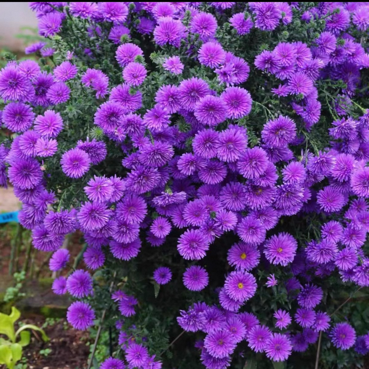 重瓣紫菀盆栽耐热耐寒四季开花好养阳台庭院绿植花卉