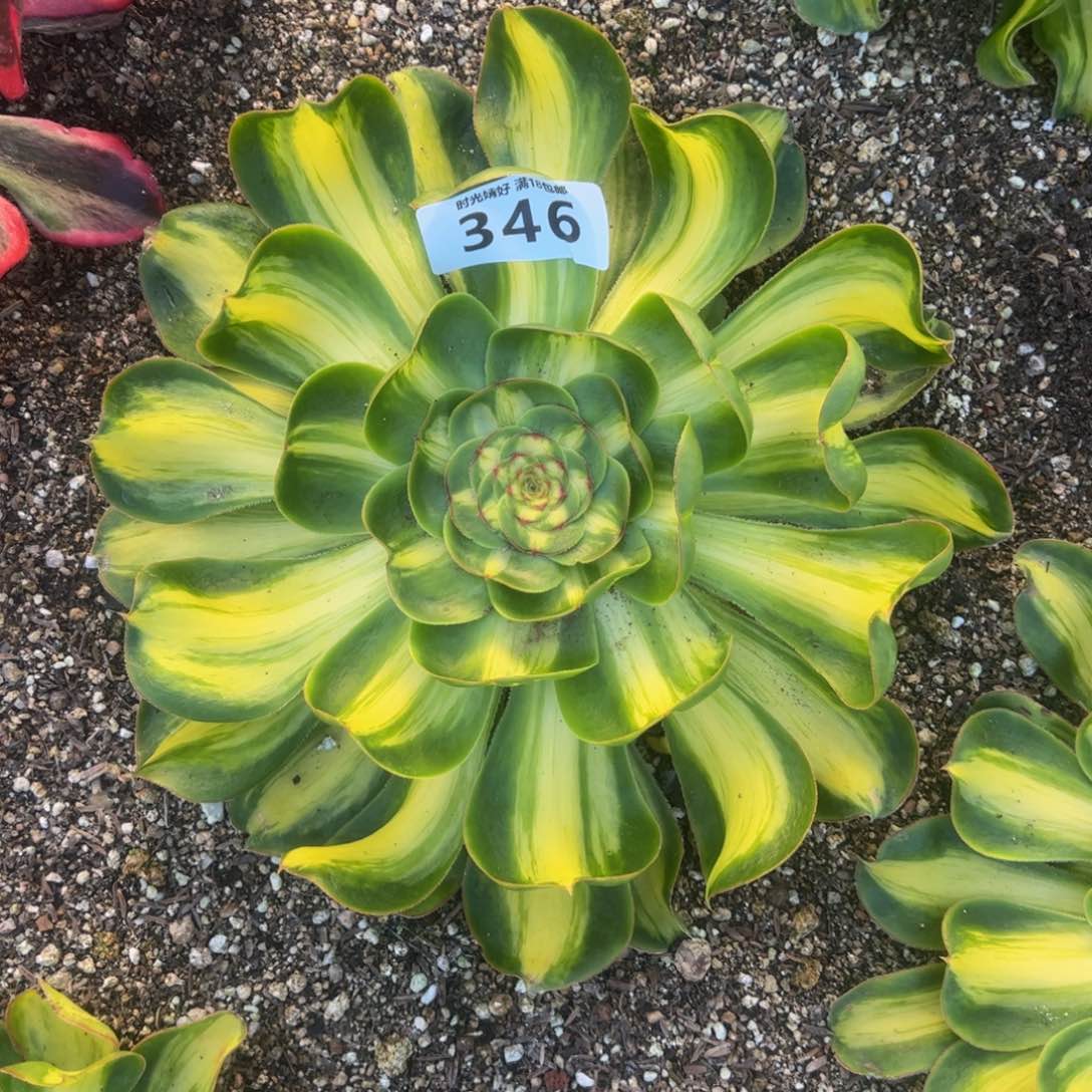 346暴君多肉植物