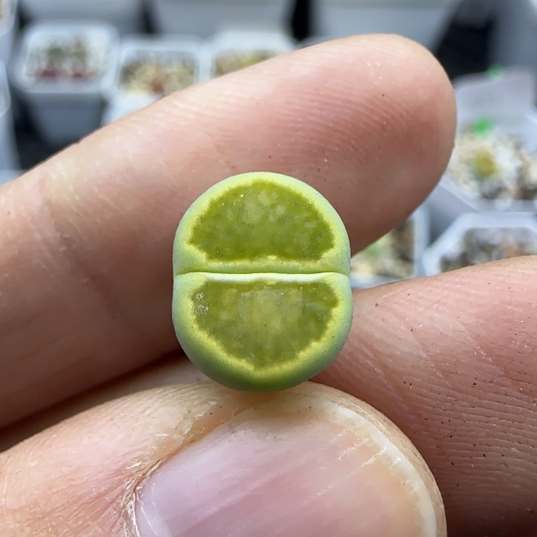 921 清框福利30包邮