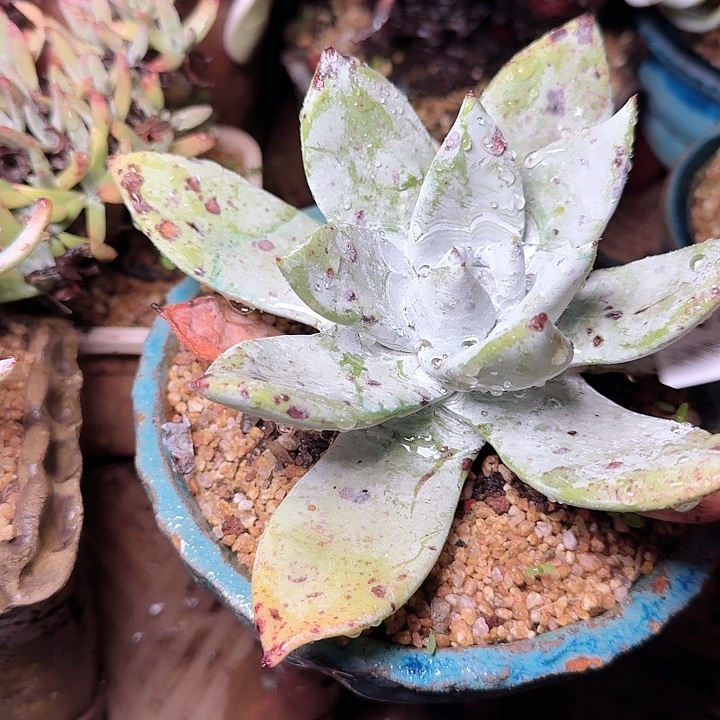 梦***穹2465匍匐拇指多肉