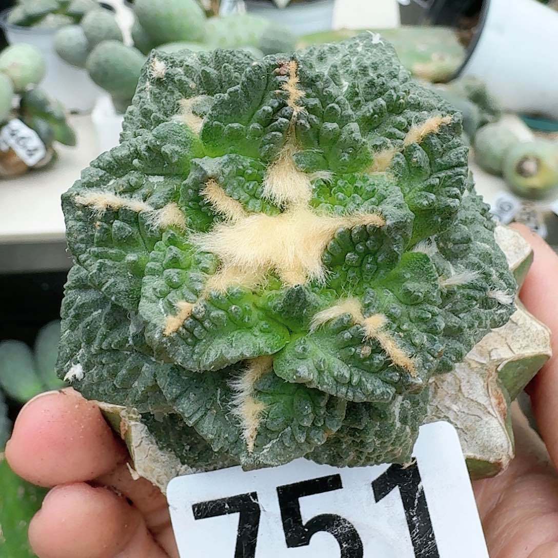 【闪购商品】无花朵勾尤龟甲751