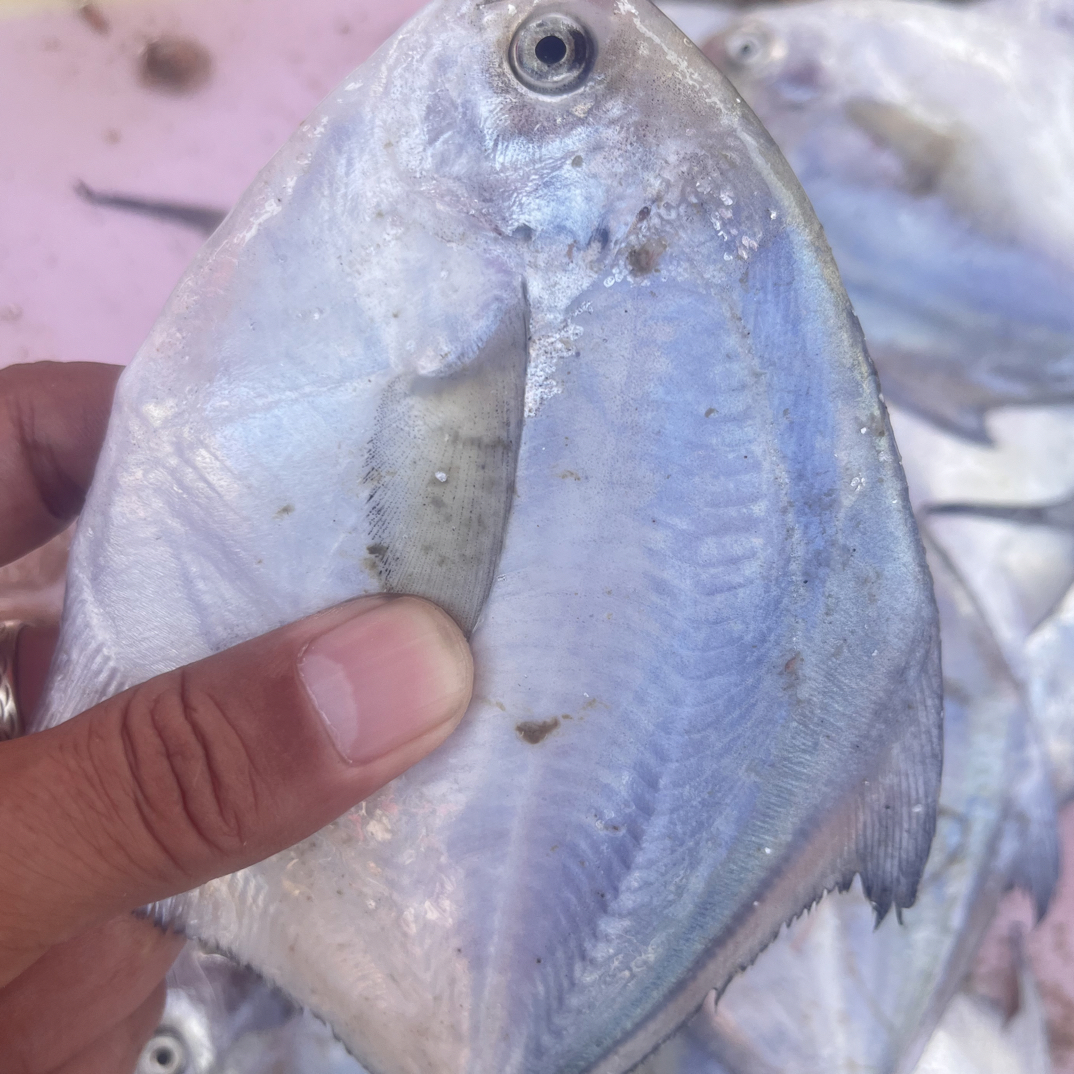 青岛小渔村深海海捕新鲜银鲳鱼省内鲜发