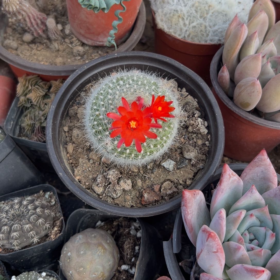 多肉植物多肉植物