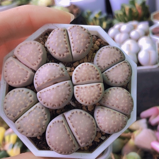 无花朵0478，1.8-2.5厘米饼干