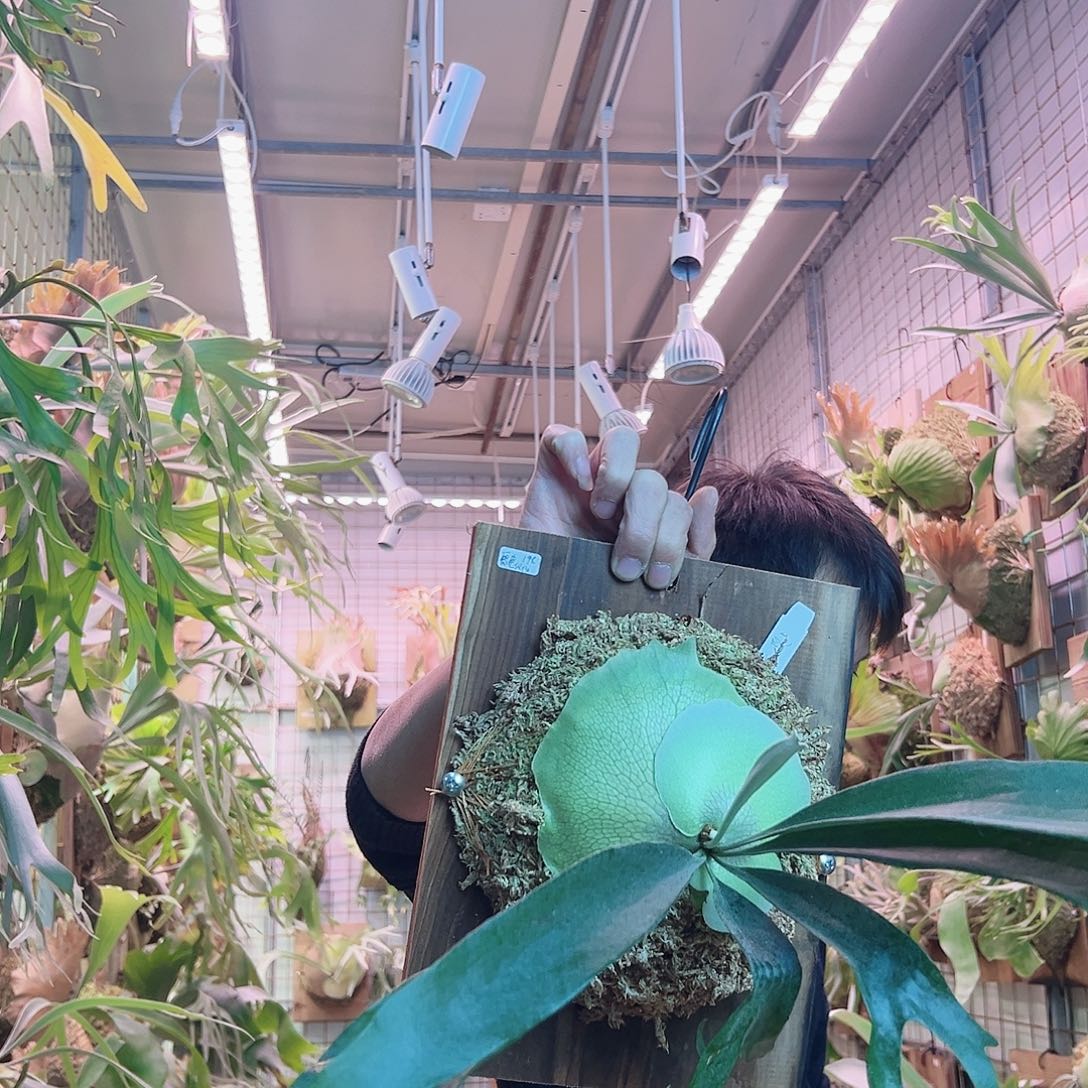 无花朵雷电侧芽a26。 