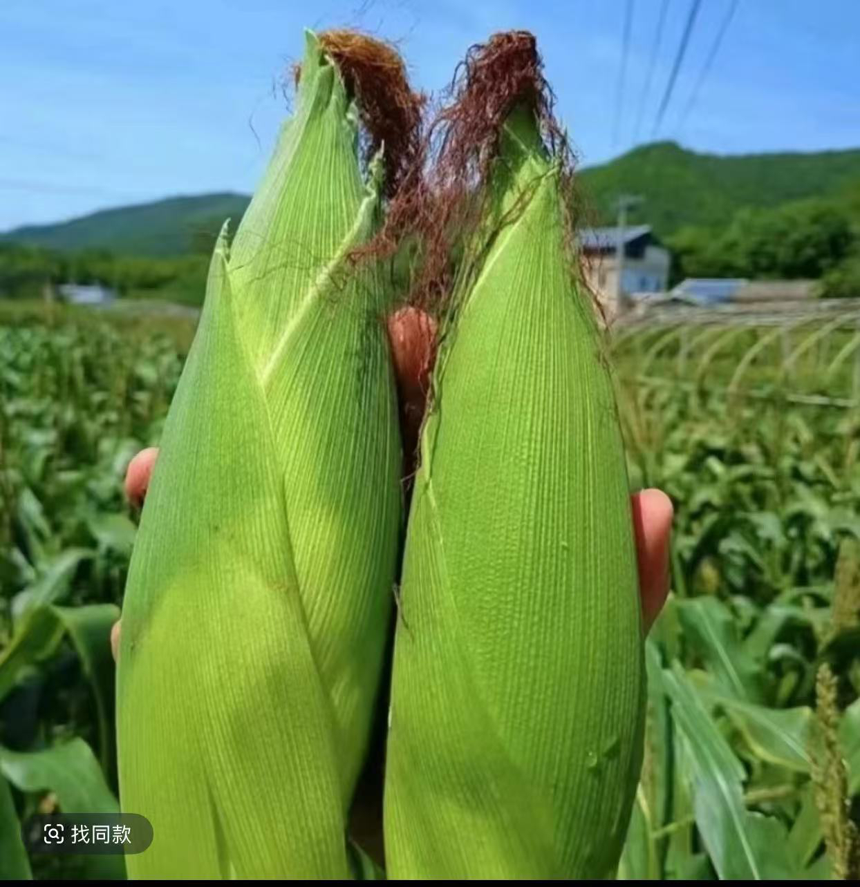 贵州高山农家自种甜糯玉米新鲜美味当季好选择