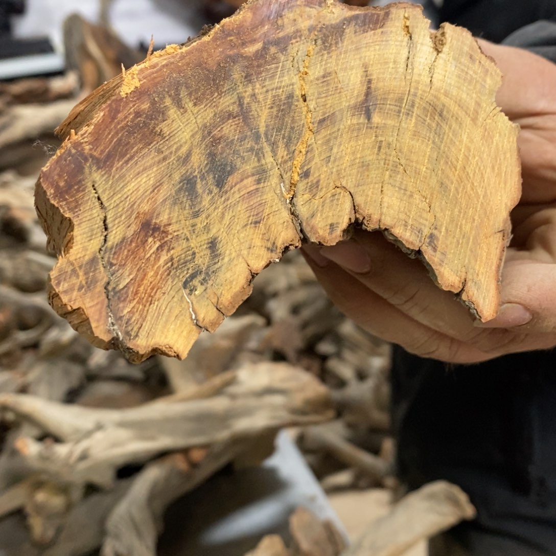 柏木（崖柏）永****洁我们都是好孩子