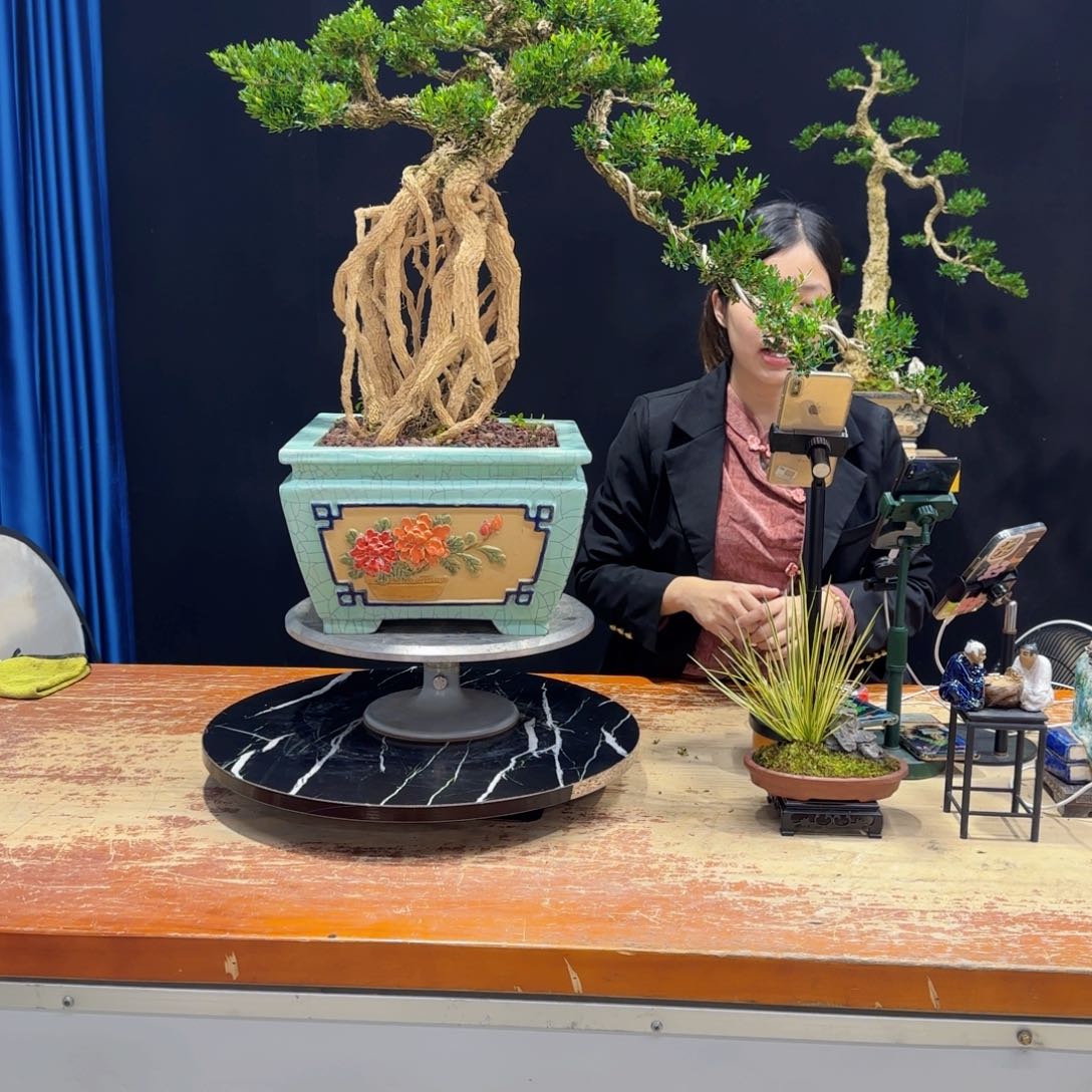 黄杨室内室外好养