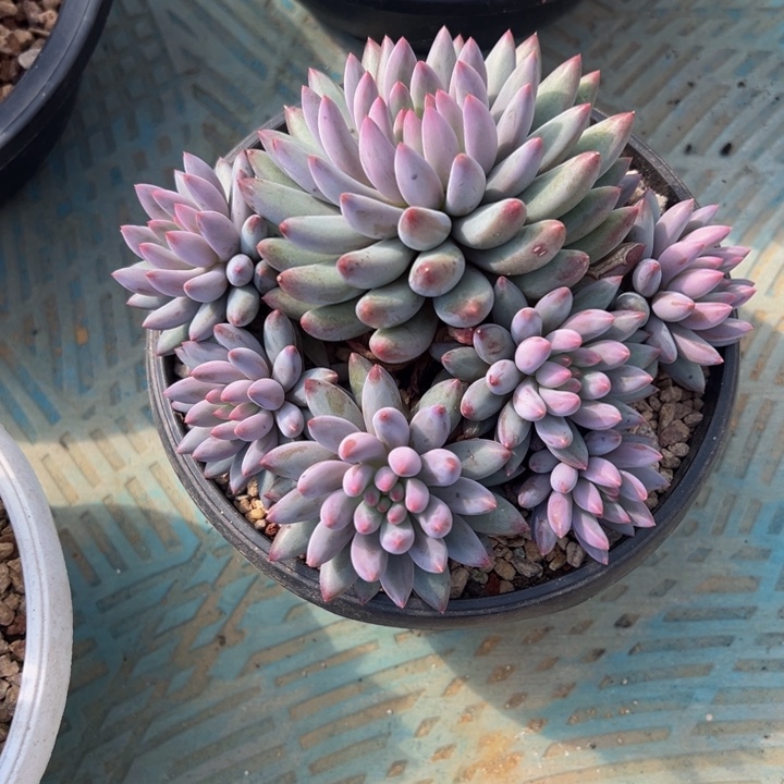 车厘子自然群无砍头15公分左右