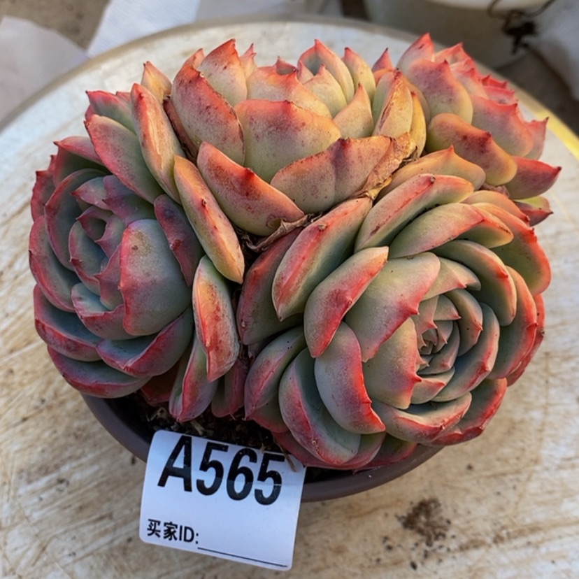 【闪购商品】谁***了多肉植物