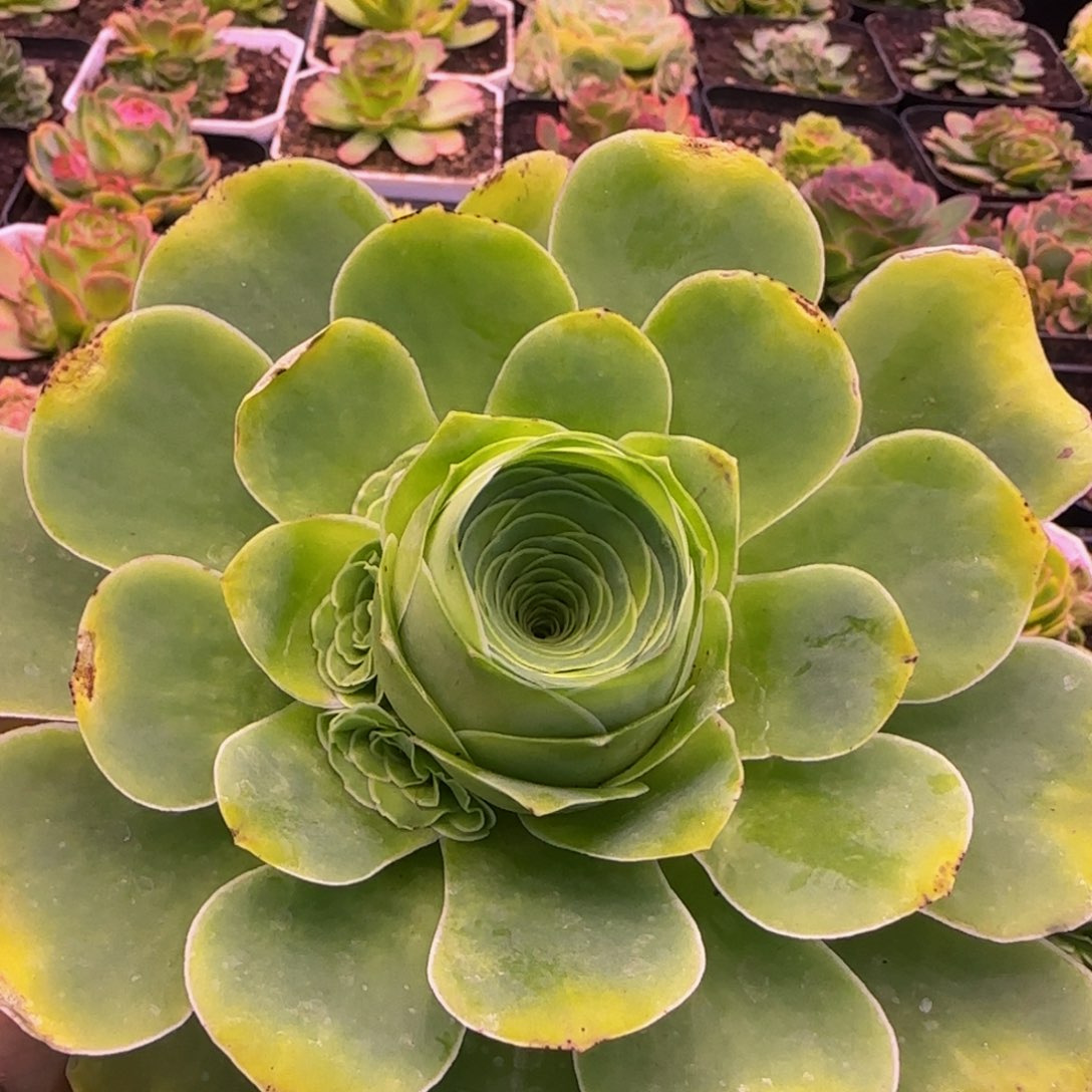 福利1524643468686886868383