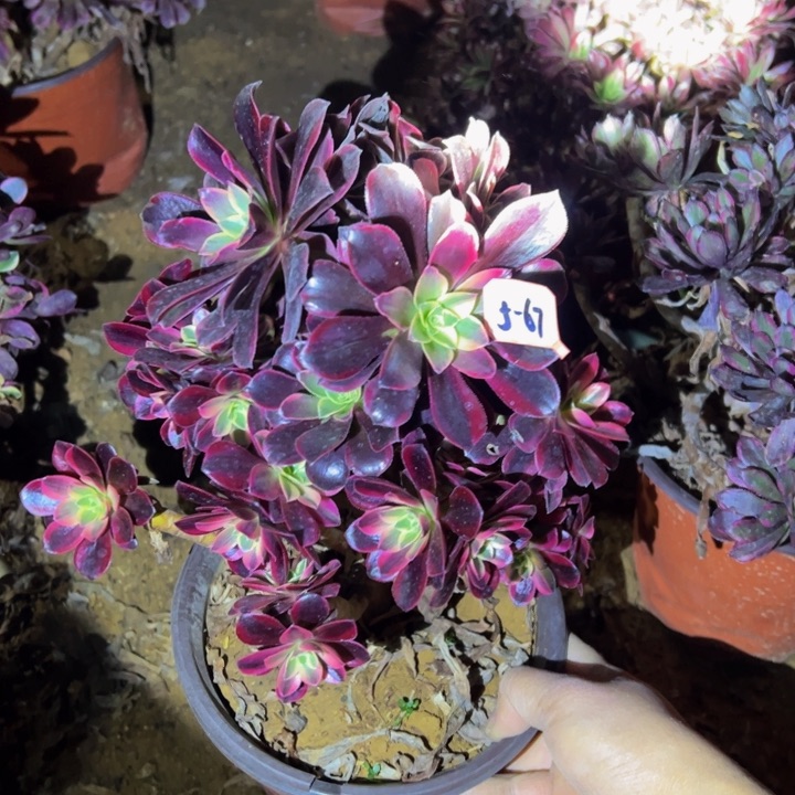 金丝却多肉砍头桩5-67