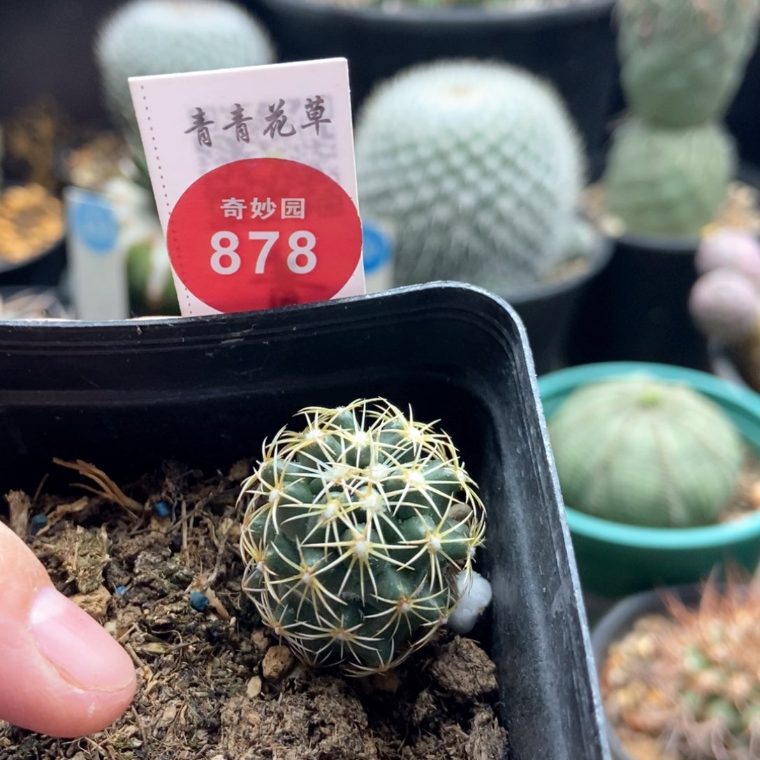 实生钢钉2.5cm一棵仙人球