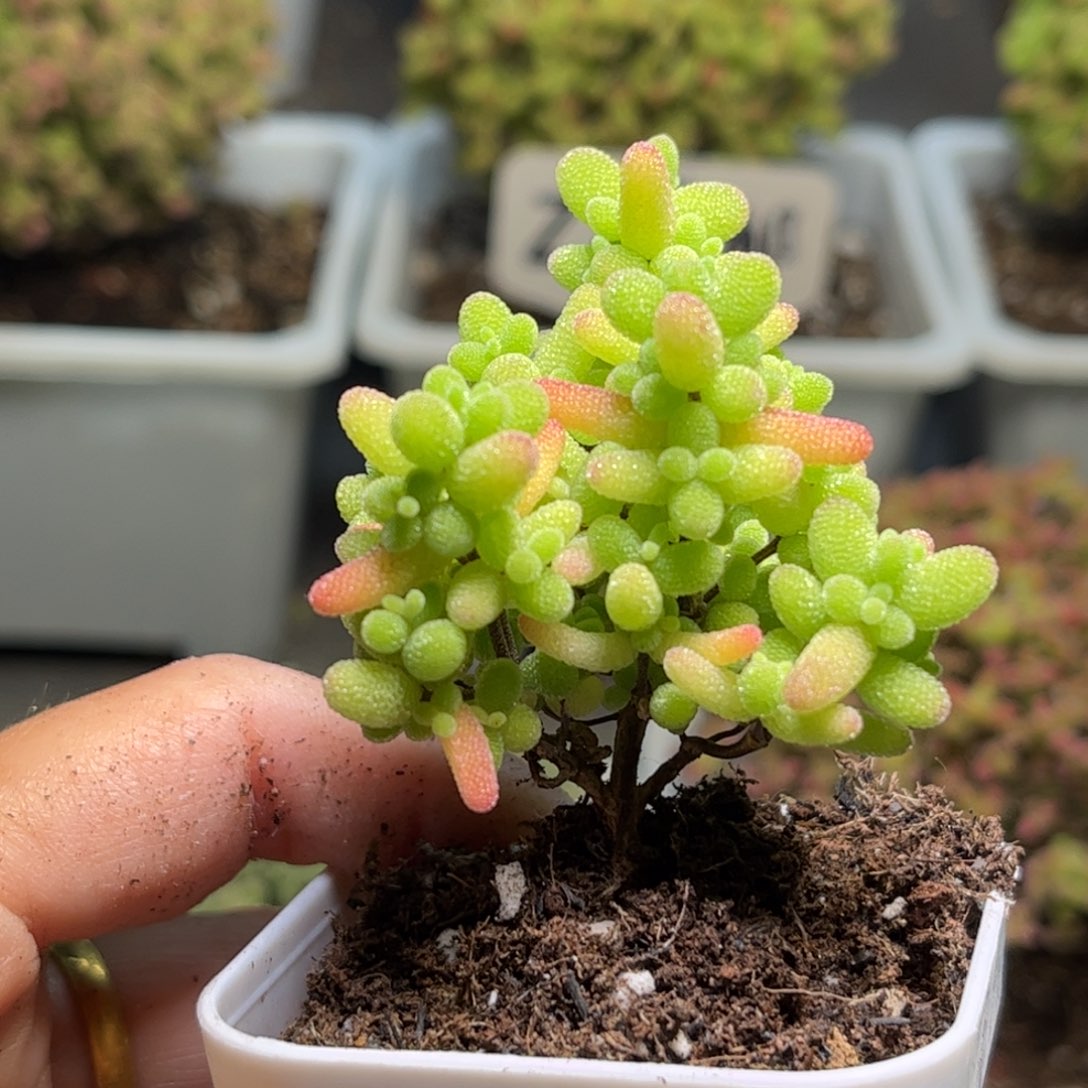 41蜜桔糖球优选枝干