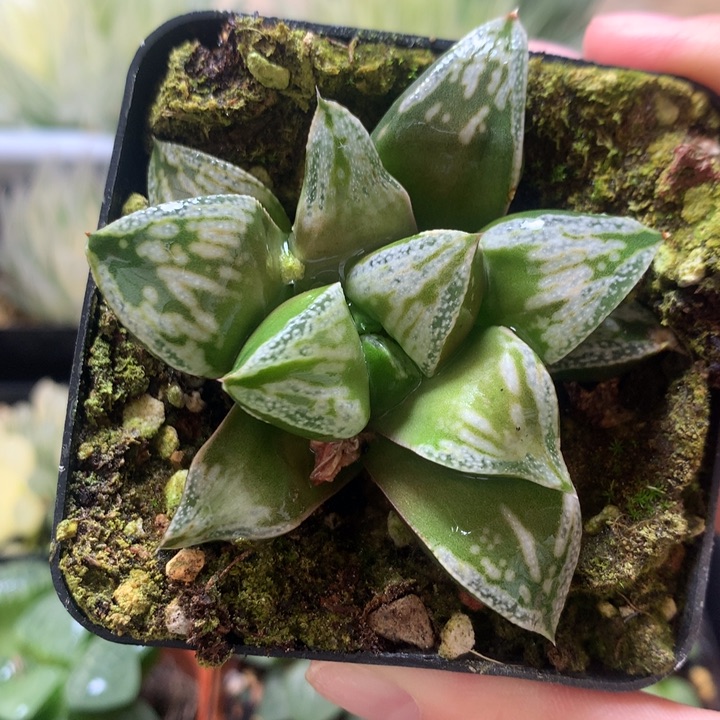 铜雀台一物一拍带盆