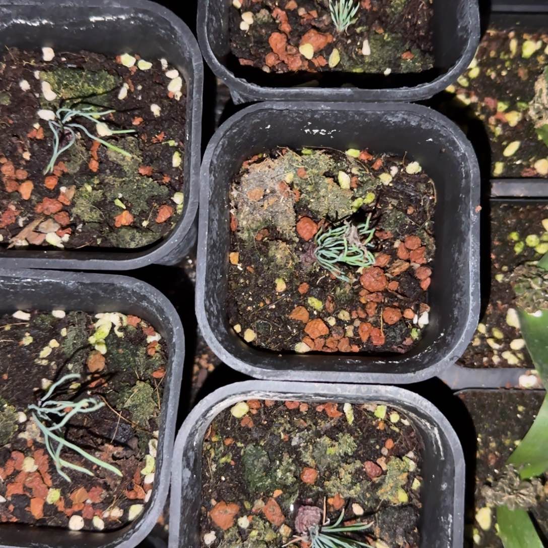 方便面弹簧草块根