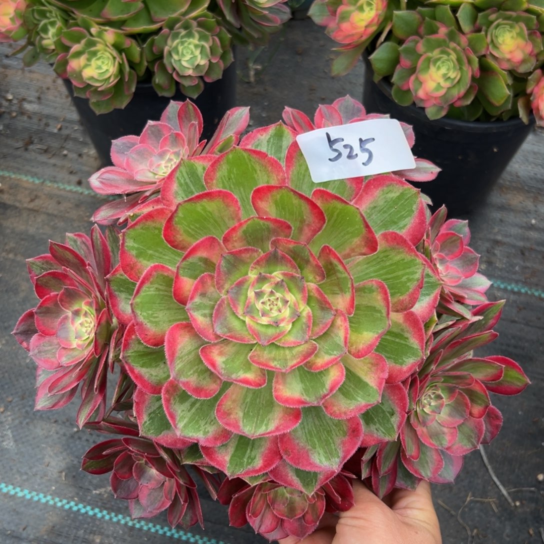 多肉植物525运河的