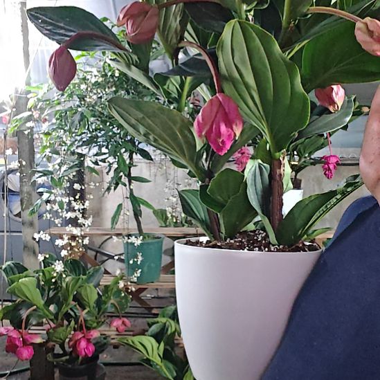 紫***兰完全开放宝莲灯花基地发货