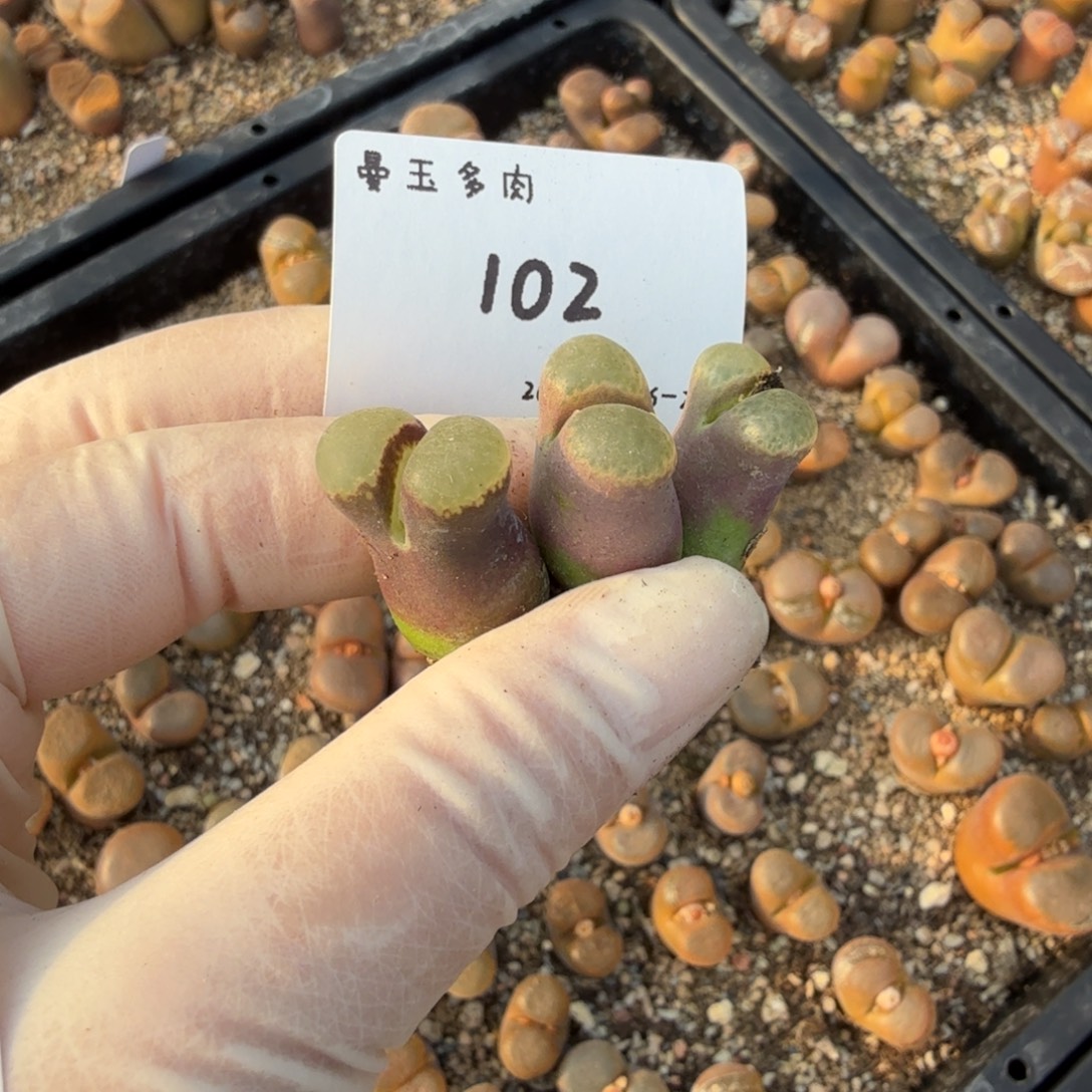 多肉多肉多肉12-102粉樱