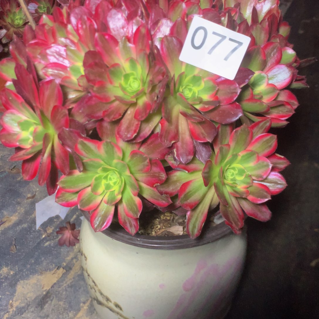 077安娜多肉植物