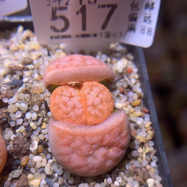 精品生石花213.517拿铁