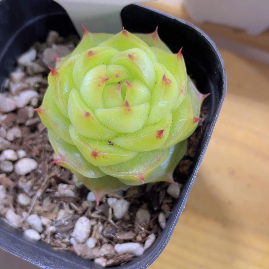 1520号 睫毛绿透麦秆