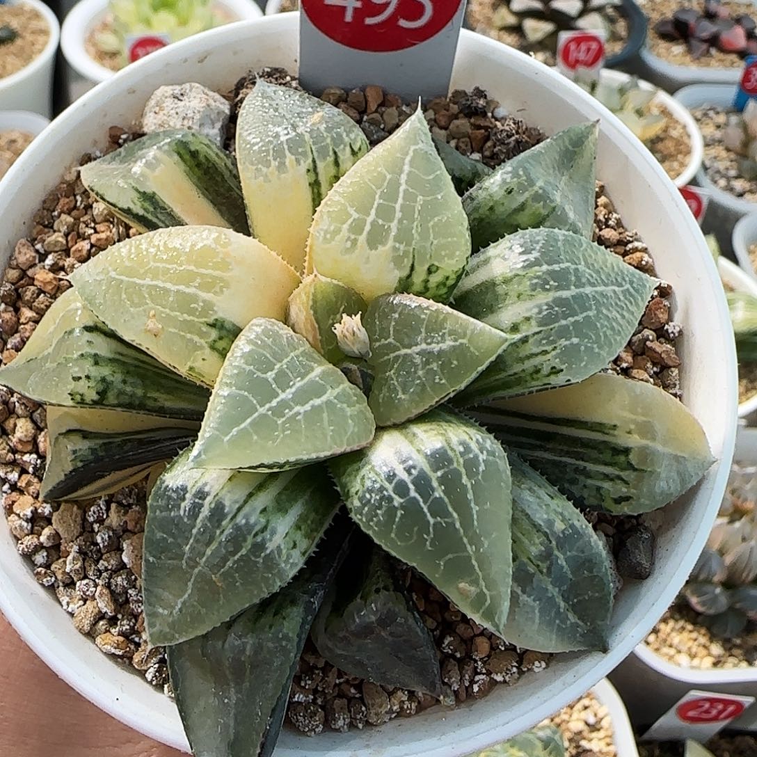 493号实生寿锦8.4左右一物一拍带盆土