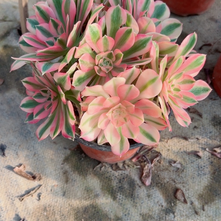 404女巫多肉植物的