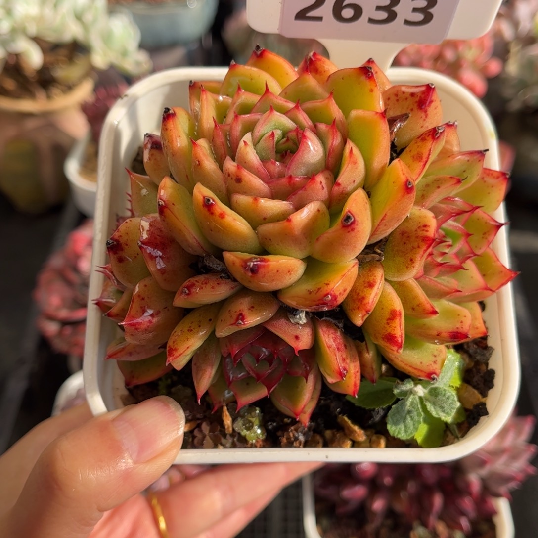 2633 满30包邮天冷地区必拍保温箱