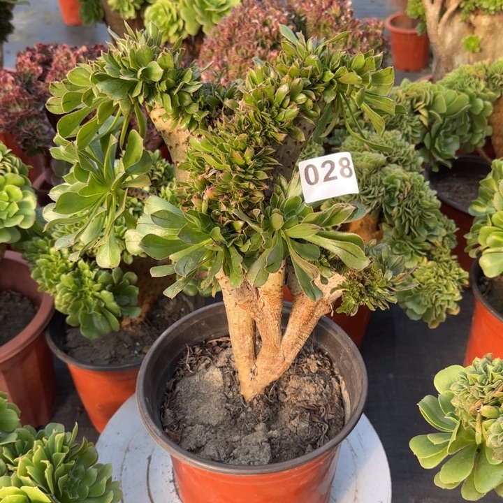 多肉植物原始绿缀028