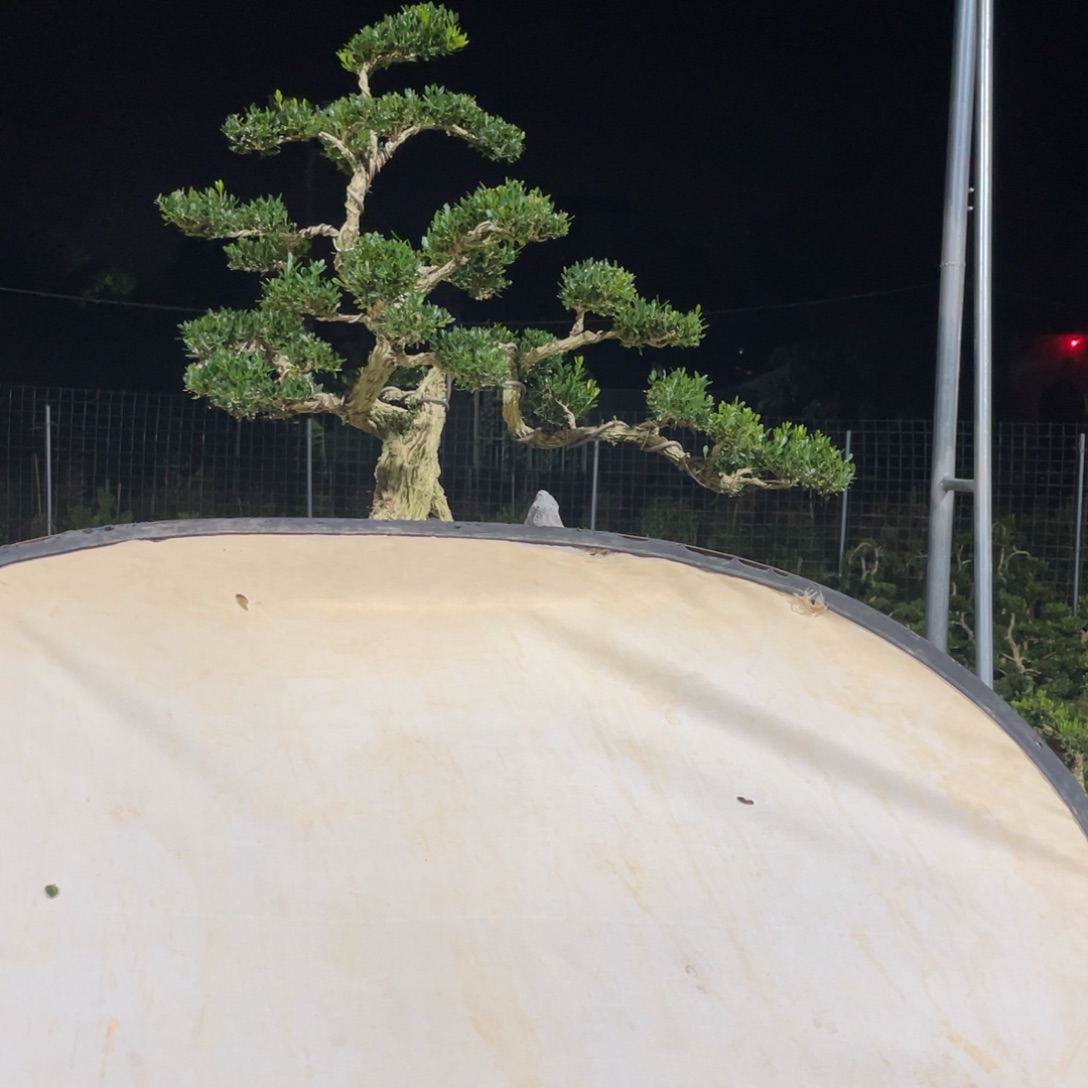 完全开放李*帅黄杨盆景