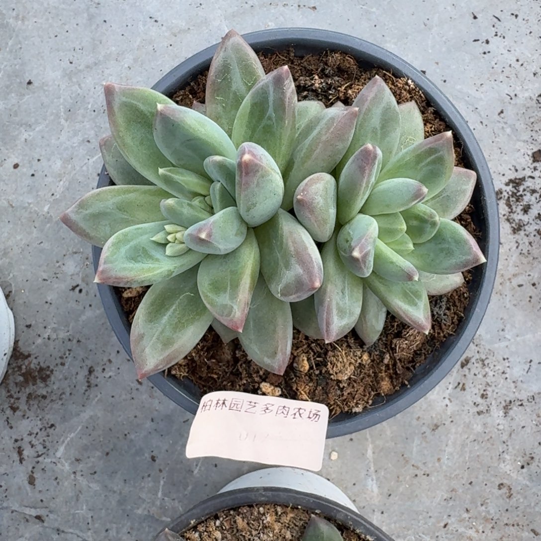 *****017 美人杂交 一物一拍