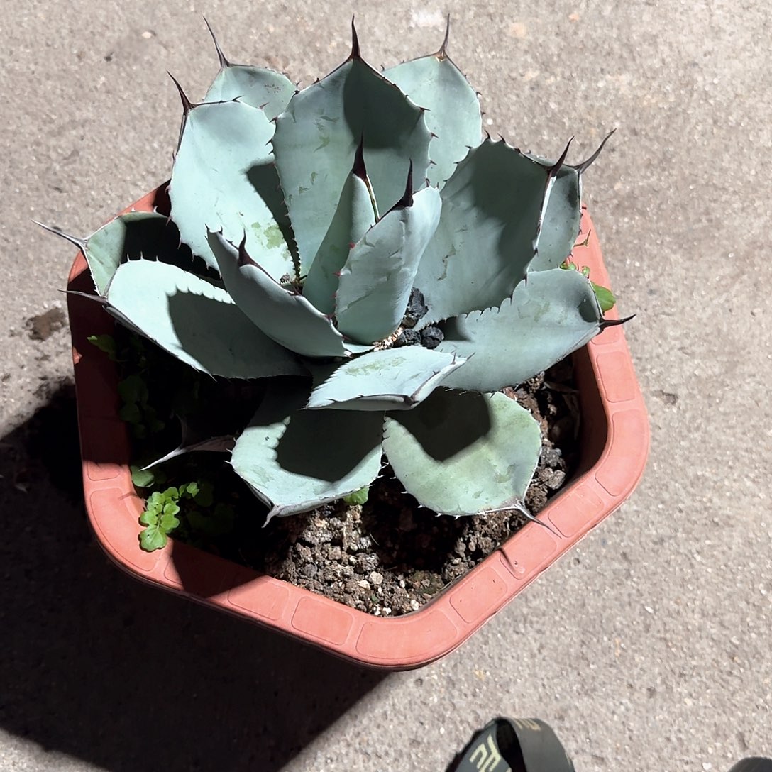 完全开放福克斯龙舌兰一一一