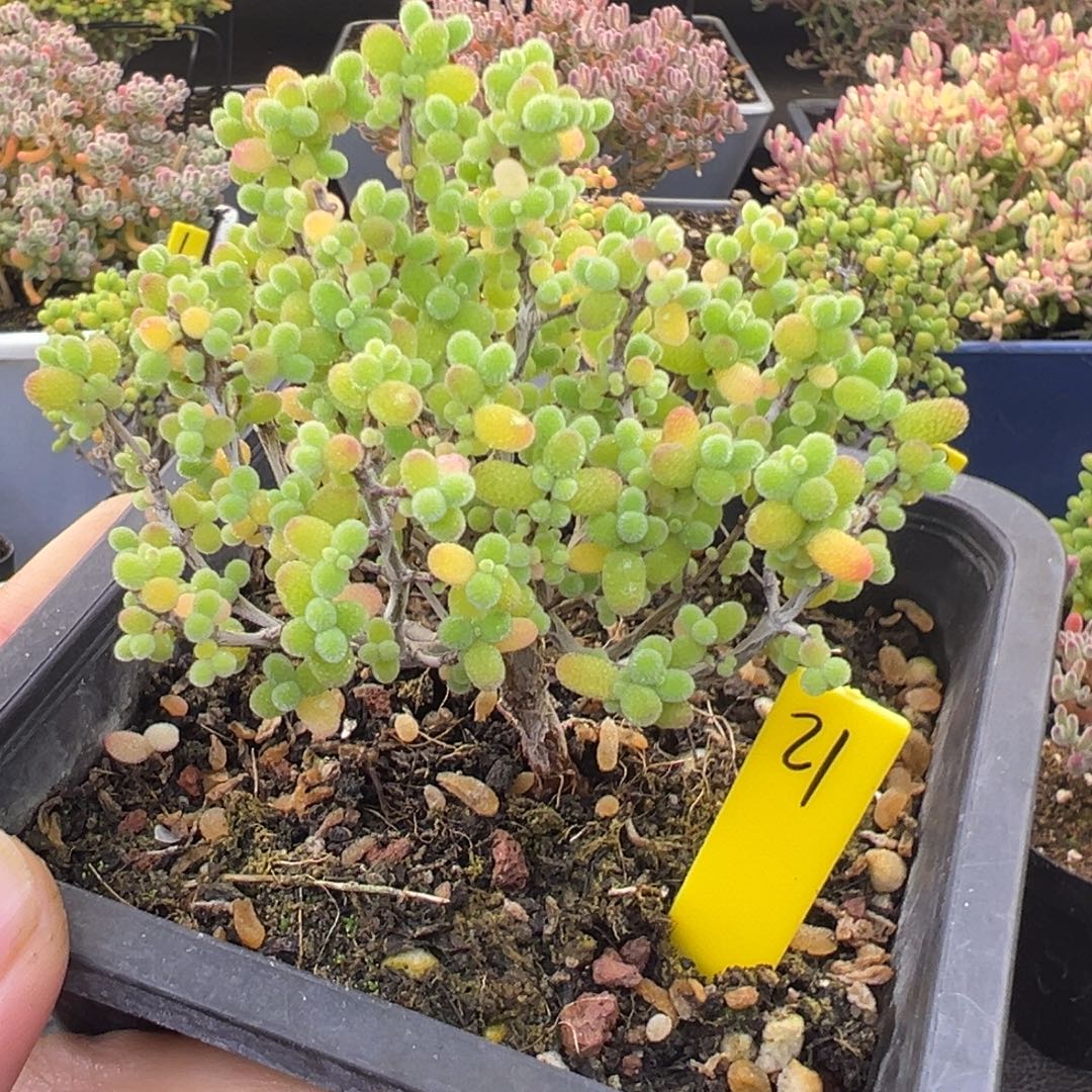 金桔枝干21号9.5cm盆