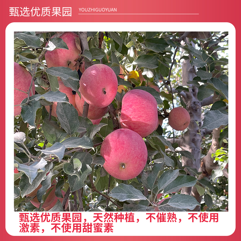 【特级大果】阿克苏冰糖心苹果新鲜先发脆甜多汁产地直发礼盒装 9斤