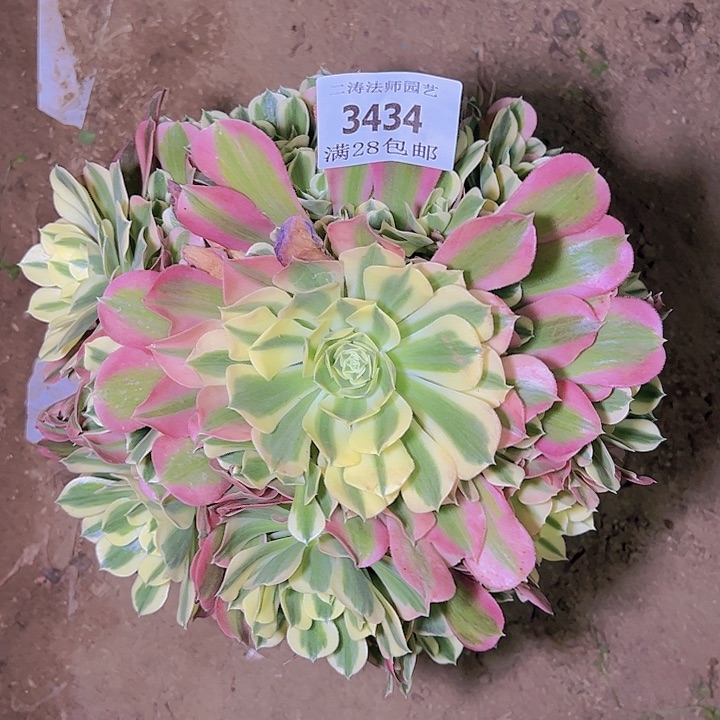3434老桩白凤多肉植物