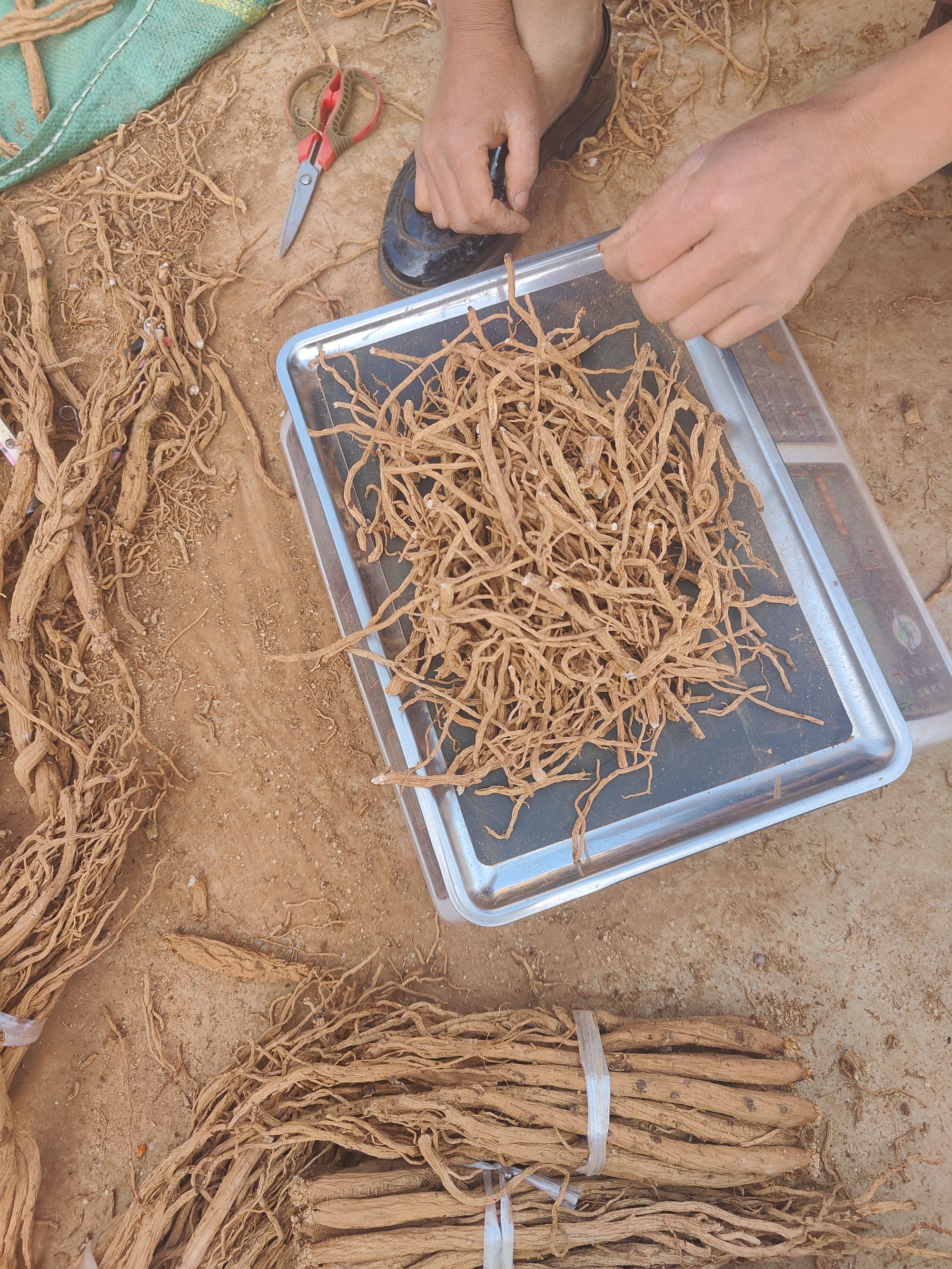 贵州威宁党参党渣