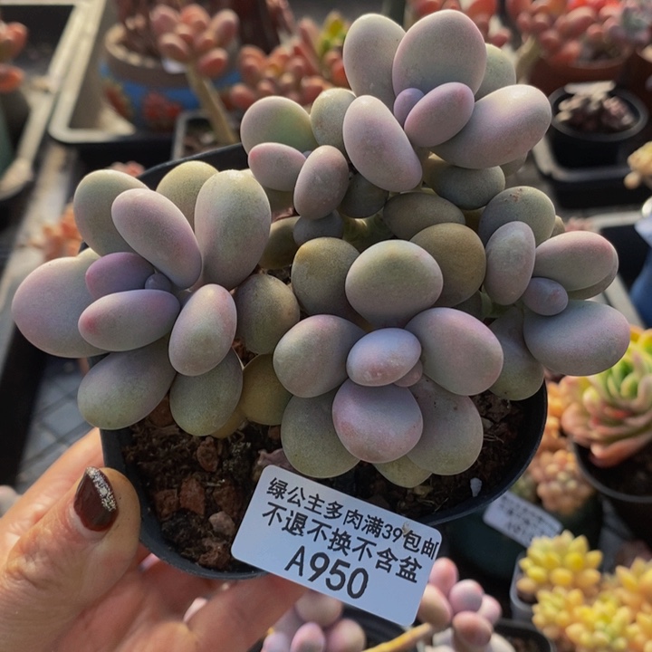 桃蛋10cm950多肉植物