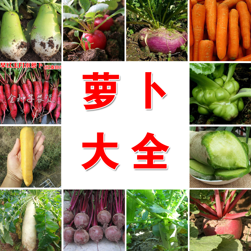 【全店满5包包邮】胡萝卜种子种籽白萝卜红樱桃萝卜水果萝卜大全