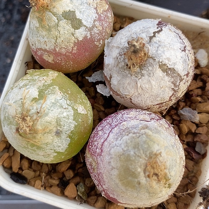 212母本大灯泡有瑕疵一颗。  