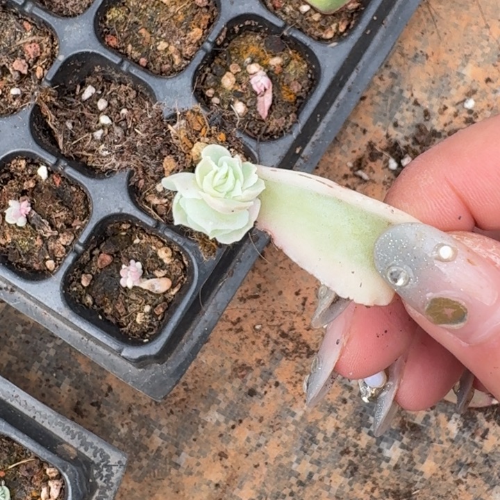 蓝丝绒一物一拍好看
