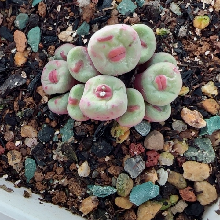 多肉12头大群妖精嘟嘟嘴33号