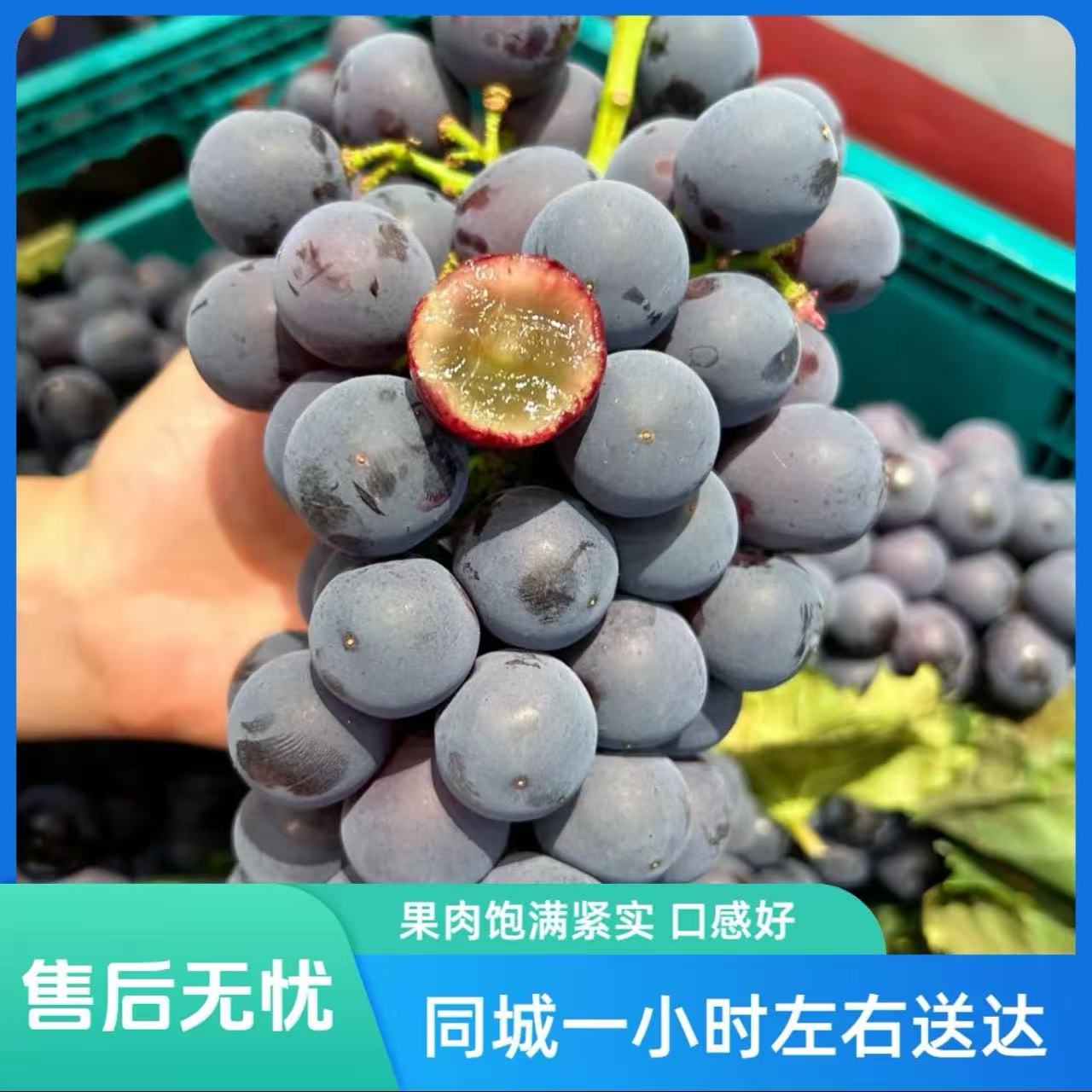 【山南小时达】蓝莓葡萄 酸甜可口 果肉饱满2斤新疆维吾尔自治区