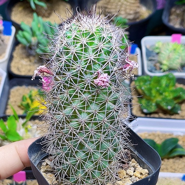 秀明殿实生母本一颗一颗