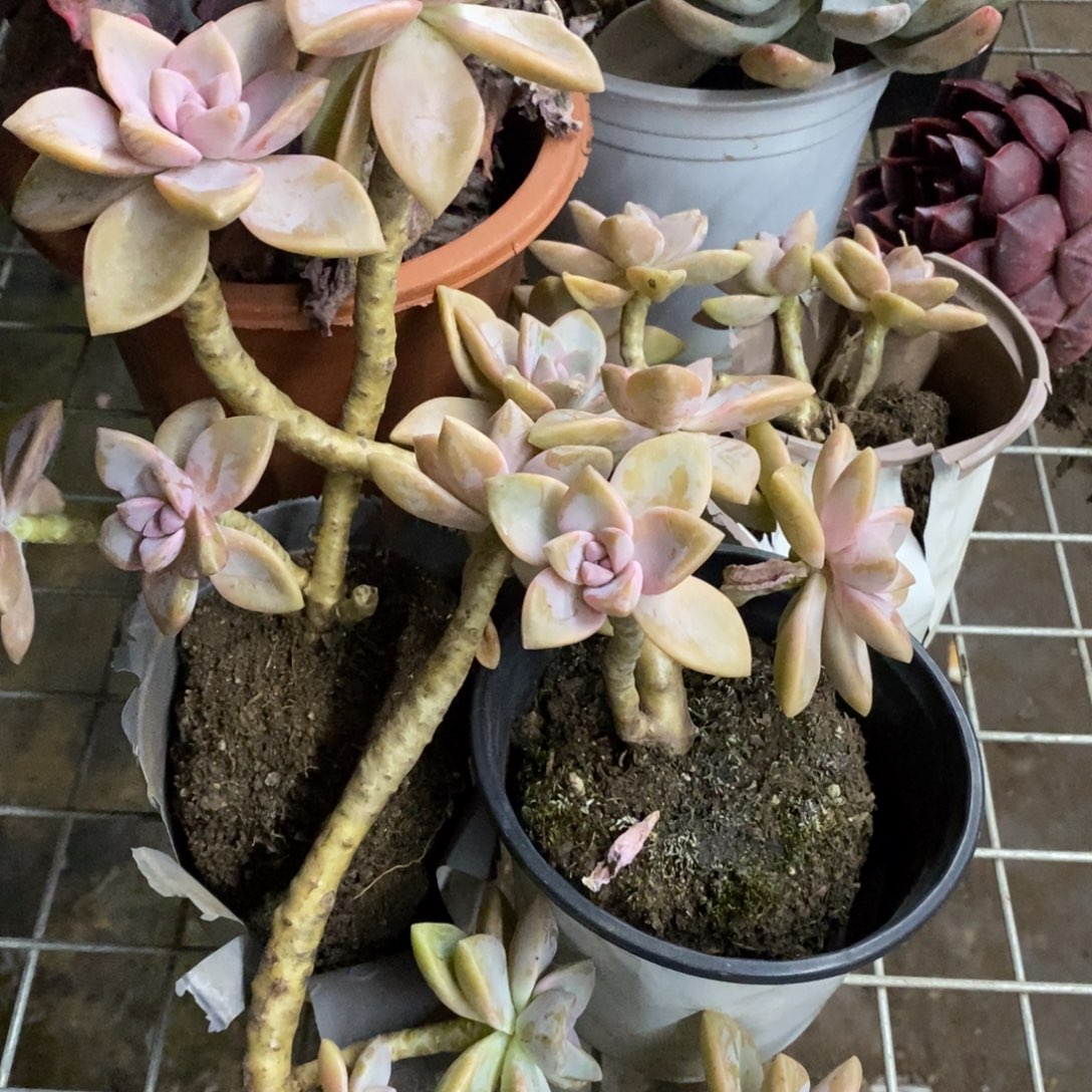 紫雾单头起发四盆