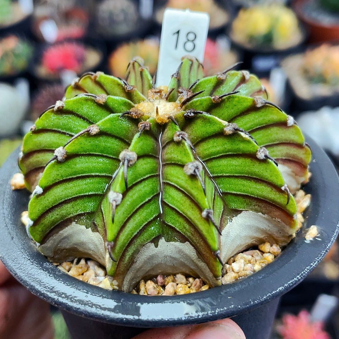 非偏远地区满25元包邮仙人球