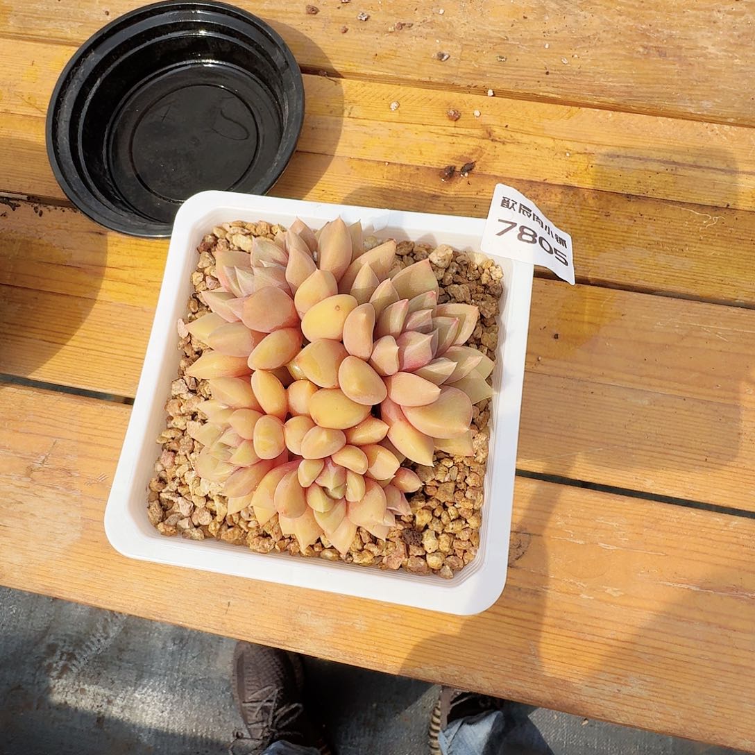 多肉植物红象牙群7805