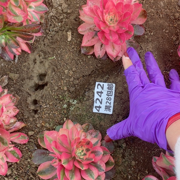 4242两个香妃二号棚M