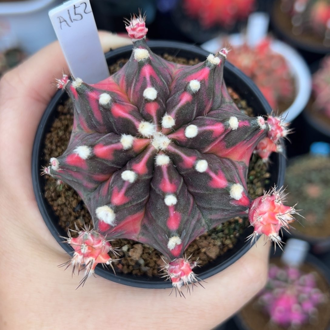 A152泰系侧芽，带盆土发货